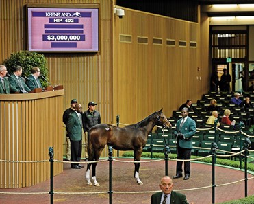 Serena's Cat - Horse Profile - BloodHorse