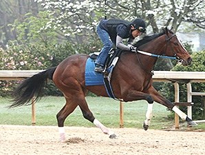 Untapable - Horse Profile - BloodHorse