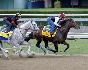 Paynter - Horse Profile - BloodHorse