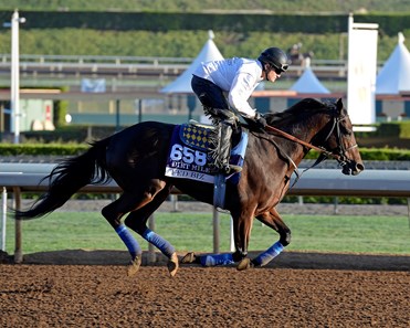 Fed Biz - Horse Profile - BloodHorse