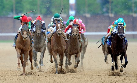 Animal Kingdom - Horse Profile - BloodHorse