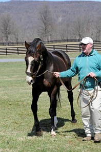 Preakness And Belmont Stakes Winner Hansel - Slideshow - Bloodhorse