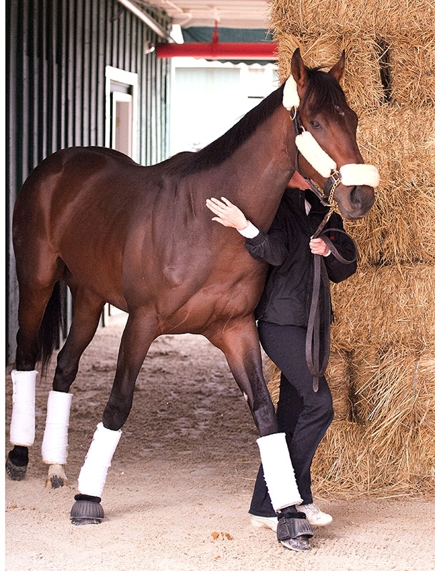 Orb - Horse Profile - BloodHorse