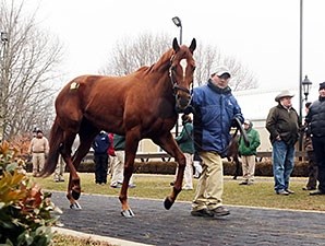 Shanon Nicole - Horse Profile - BloodHorse