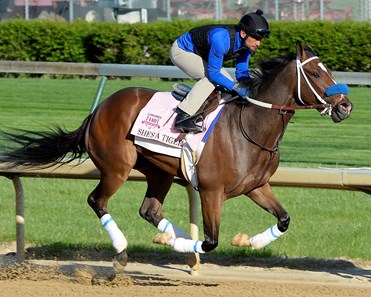 She's a Tiger - Horse Profile - BloodHorse