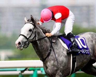 Gold Ship - Horse Profile - BloodHorse