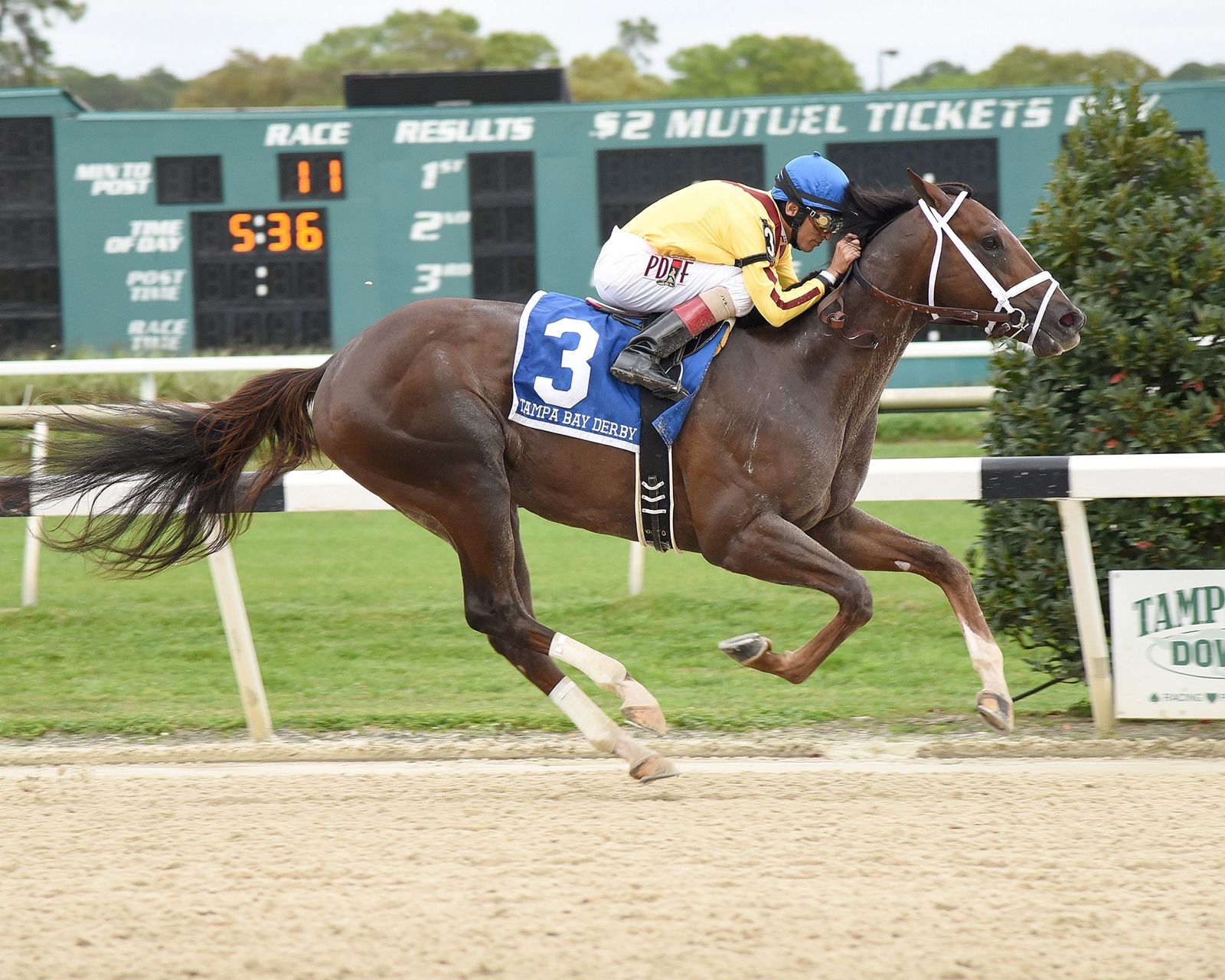 Carpe Diem - Horse Profile - BloodHorse