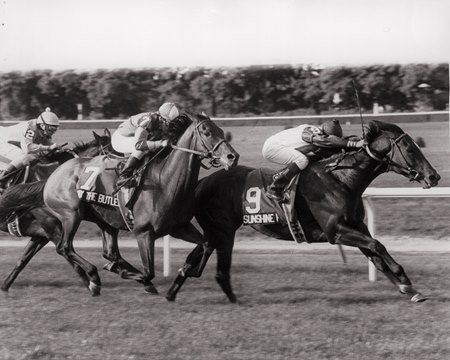 Seize the Grey Horse: A Racing Success Story