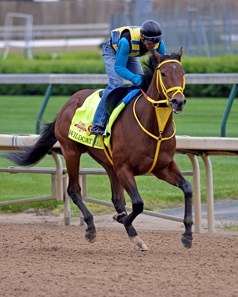 Wildcat Red - Horse Profile - BloodHorse