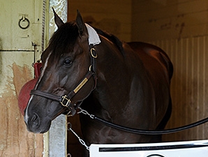Carpe Diem - Horse Profile - BloodHorse