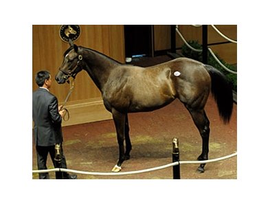 Exchange Rate Filly Leads Way At Ft Bloodhorse Wicked Exchange Hip 441 Rate Wickedly Wise By Tactical Cat