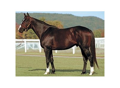 Serena's Cat - Horse Profile - BloodHorse