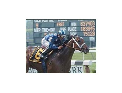 Super Horse Invasor Retired After Workout Injury Bloodhorse