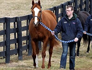 Champion Rags to Riches' First Foal - BloodHorse