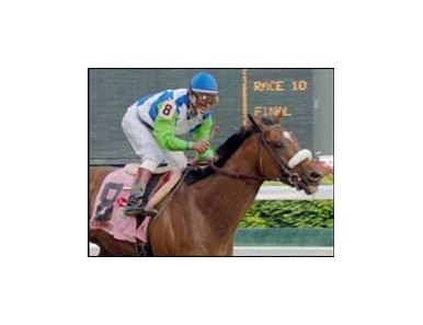 ky derby winner barbaro sketch