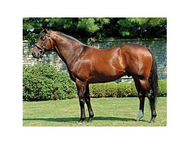 Makybe Diva Foals Fusaichi Pegasus Filly - BloodHorse