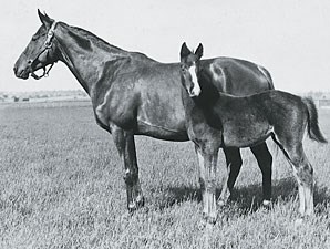 Gallant Fox - Horse Profile - BloodHorse