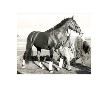 Derby Wins Of Triple Crown Victors Citation Bloodhorse