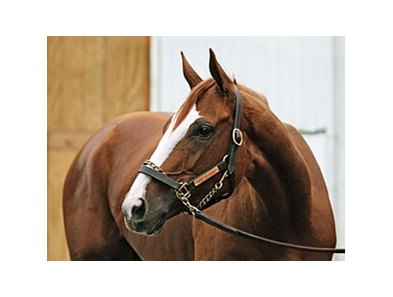 Rags to Riches Retired - BloodHorse