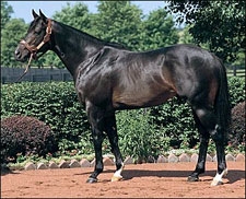 Favorite Trick, Saratoga Six Die in Barn Fire - BloodHorse Favorite Trick, Saratoga Six Die in Barn Fire - BloodHorse