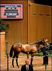 Son of Distorted Humor Goes for $1 Million - BloodHorse