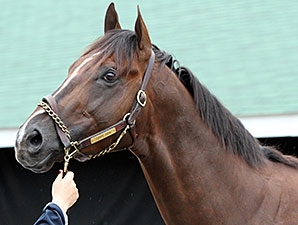 Carpe Diem - Horse Profile - BloodHorse