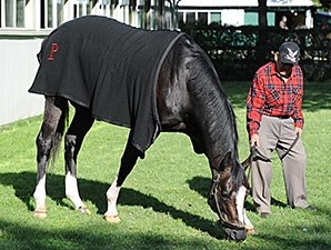 Honor Code - Horse Profile - BloodHorse