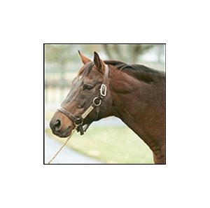 Conquistador Cielo Euthanized Bloodhorse