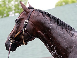 Carpe Diem - Horse Profile - BloodHorse