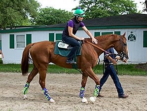 Calif Brown Racer California Chrome to Return to Racing in 2016 - BloodHorse