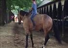 Smokey the Pony Reining at Saratoga - Video - - BloodHorse