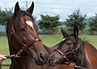 Gabby's Golden Gal - Horse Profile - BloodHorse