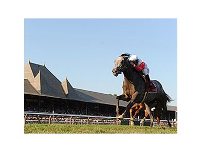 Ironicus Wins Bernard Baruch In Record Time Bloodhorse