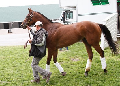 Beholder - Horse Profile - BloodHorse