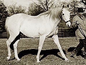Throwback Mahmoud Arrives in Kentucky BloodHorse