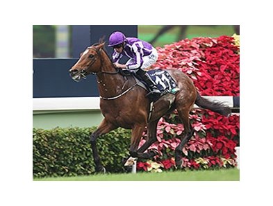 Japanese Horses Dominant In Hong Kong Bloodhorse