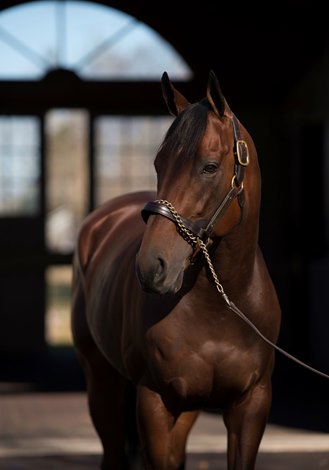 American Pharoah To Shuttle To Australia Bloodhorse