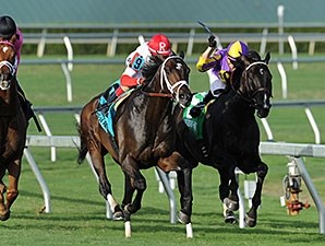 Charming Kitten Horse Profile BloodHorse