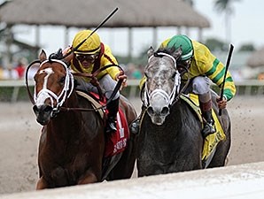 Blofeld - Horse Profile - BloodHorse