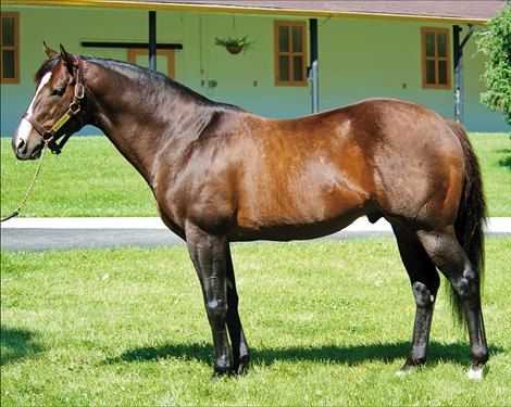 sales report friday black Front Gets 50th Black BloodHorse Type   War Winner