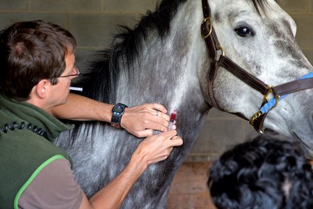 Research is examining the potential for a blood test that could identify horses at risk for serious injury and flag them for further evaluation