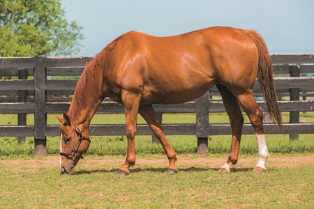 Another Full Sibling to American Pharoah Arrives - BloodHorse