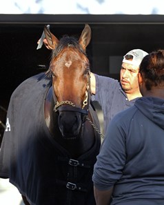 Rachel's Valentina - Horse Profile - BloodHorse