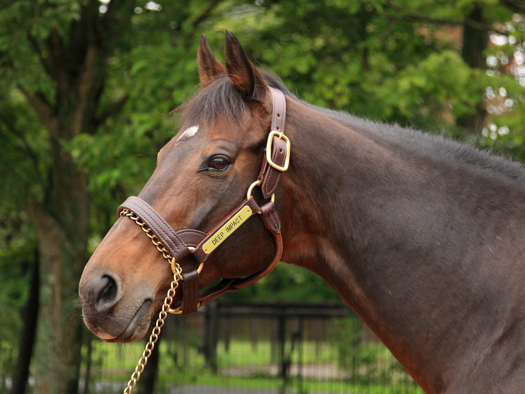 Deep Impact Double as Japanese Breeding Reigns Supreme