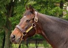 Deep Impact stallion standing in Japan, 2013