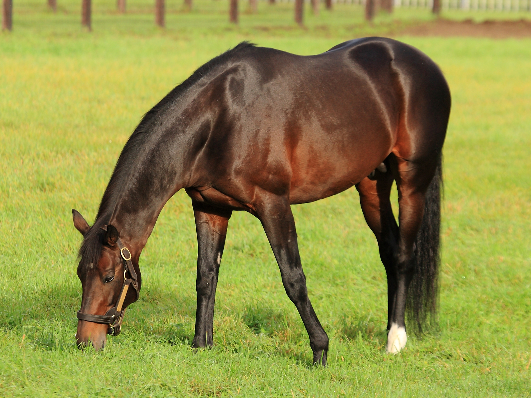 Deep Impact's Fee Unchanged - BloodHorse