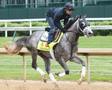 Destin - Horse Profile - BloodHorse