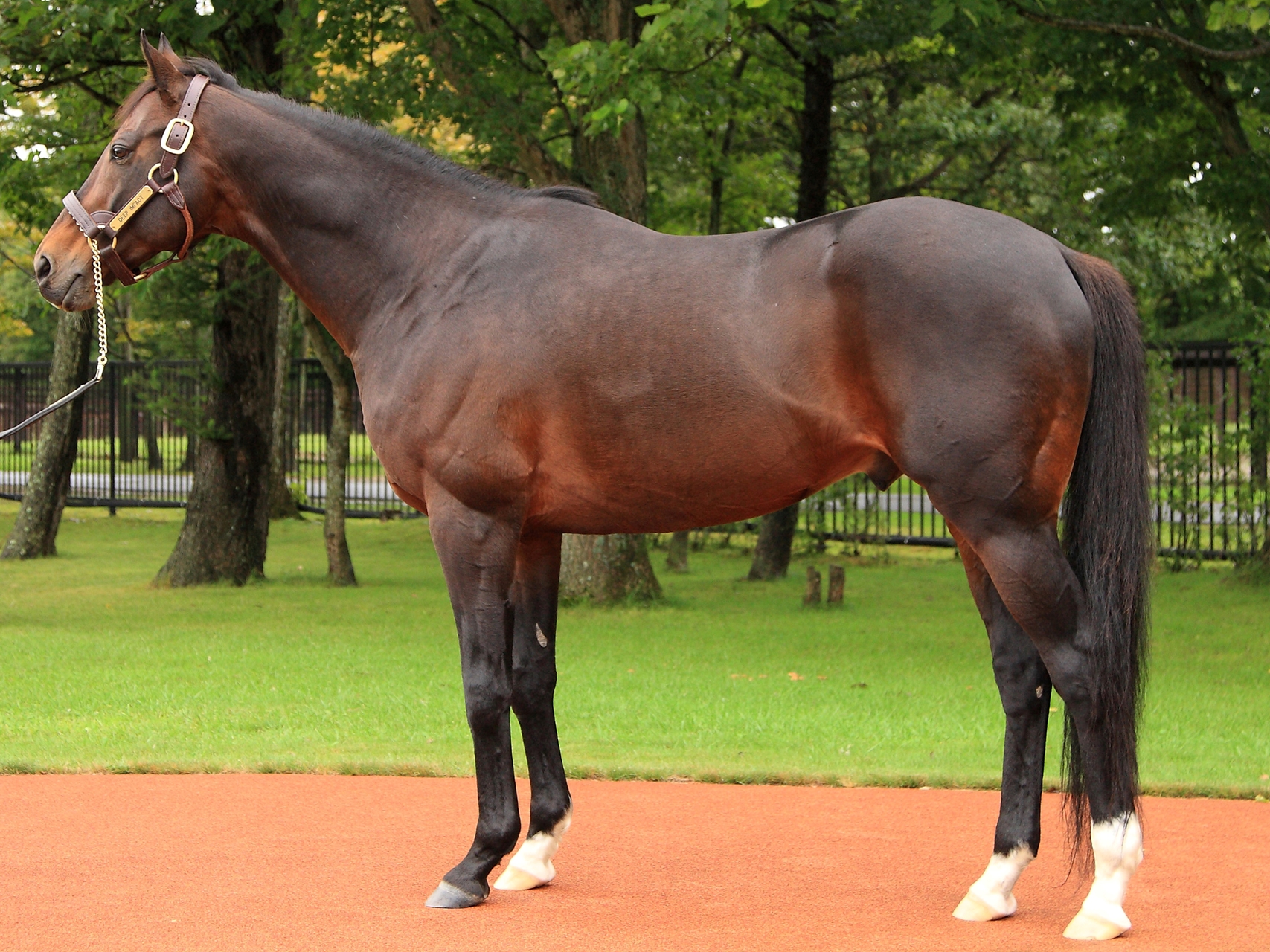 Deep Impact Leads All Sires in Japan for Sixth Year - BloodHorse