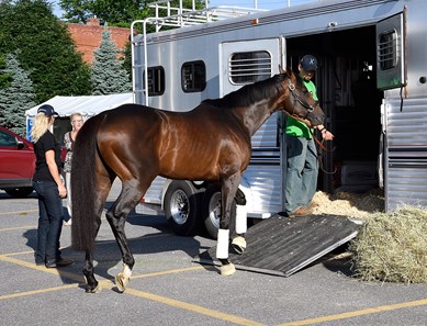 Exaggerator - Horse Profile - BloodHorse