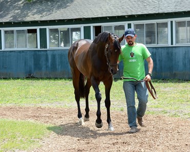 Exaggerator - Horse Profile - BloodHorse